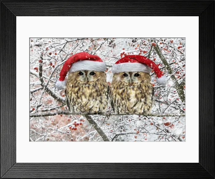 Framed Print : 13132680. Tawny Owl, pair perched on branch with Christmas hats in winter snow Date