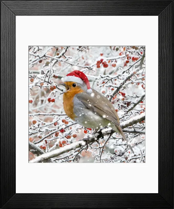 Framed Print : 13132682. Robin, perched on branch wearing Christmas hat singing in winter snow Date Framed Print : 13132682. Robin, perched on branch wearing Christmas hat singing in winter snow Date