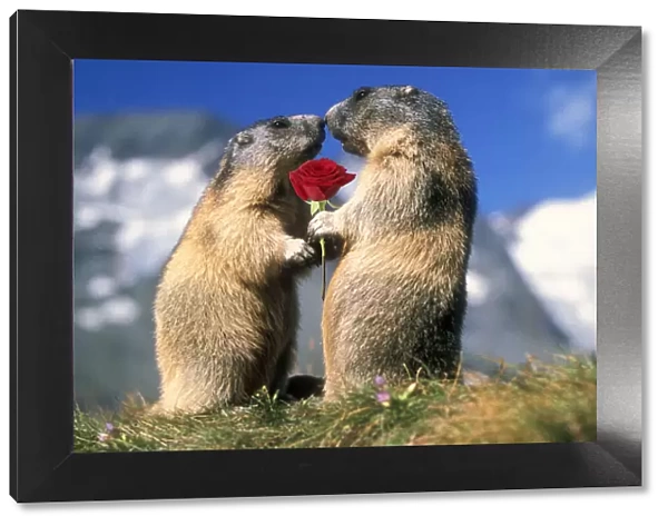13132687. Alpine Marmots two facing each other one holding red rose Date