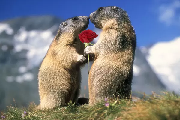 13132687. Alpine Marmots two facing each other one holding red rose Date