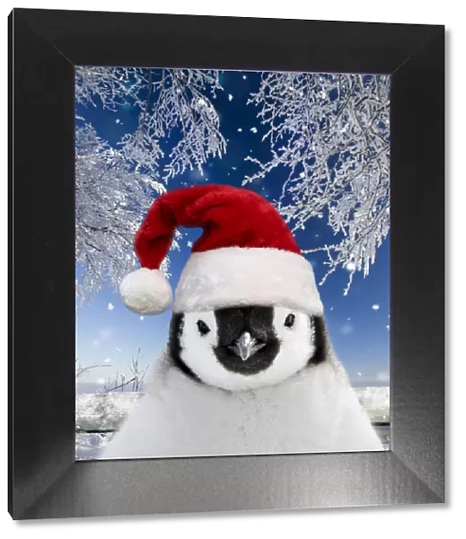 13132688. Penguin chick wearing Christmas hat in snow Date