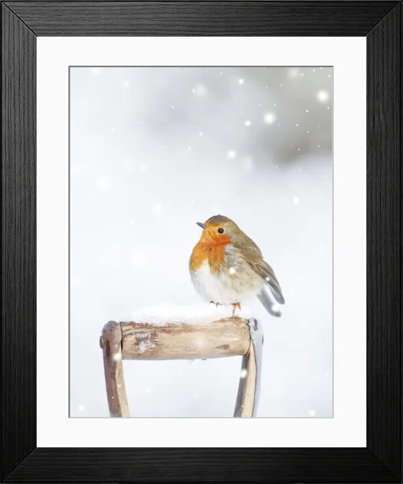 Framed Print : Robin - on spade handle in snow Framed Print : Robin - on spade handle in snow