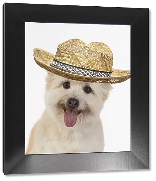 DOG. Teddy bear dog, head and shoulders wearing hat