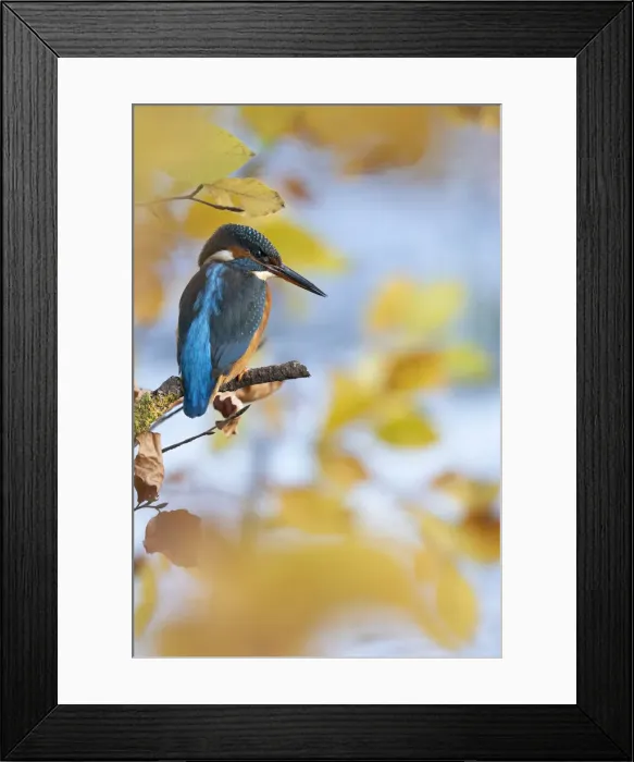 Framed Print : Kingfisher Female waiting to catch a fish amongst Autumn leaves. Bedfordshire UK Framed Print : Kingfisher Female waiting to catch a fish amongst Autumn leaves. Bedfordshire UK