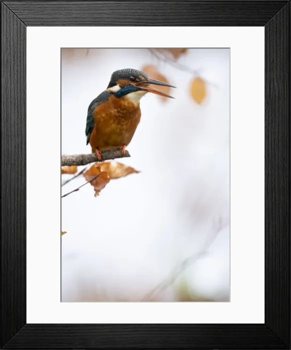 Framed Print : Kingfisher Female waiting to catch a fish amongst Autumn leaves. Bedfordshire UK Framed Print : Kingfisher Female waiting to catch a fish amongst Autumn leaves. Bedfordshire UK