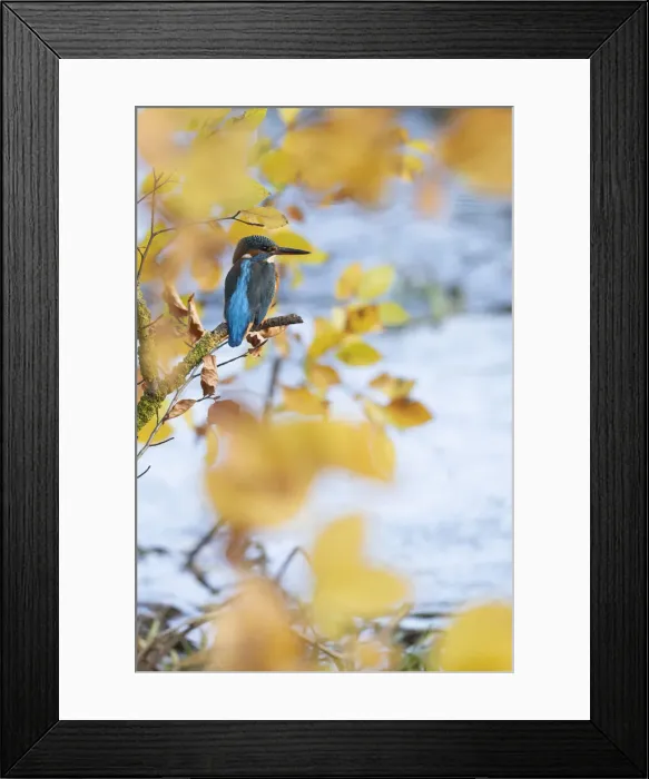 Framed Print : Kingfisher fmale perched by stream in Autumn leaves waiting to catch a fish