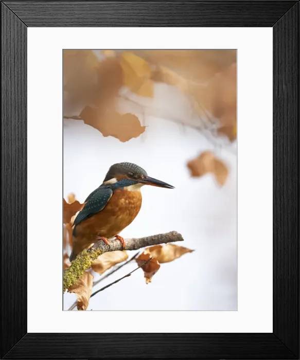 Framed Print : Kingfisher Female waiting to catch a fish amongst Autumn leaves. Bedfordshire UK Framed Print : Kingfisher Female waiting to catch a fish amongst Autumn leaves. Bedfordshire UK