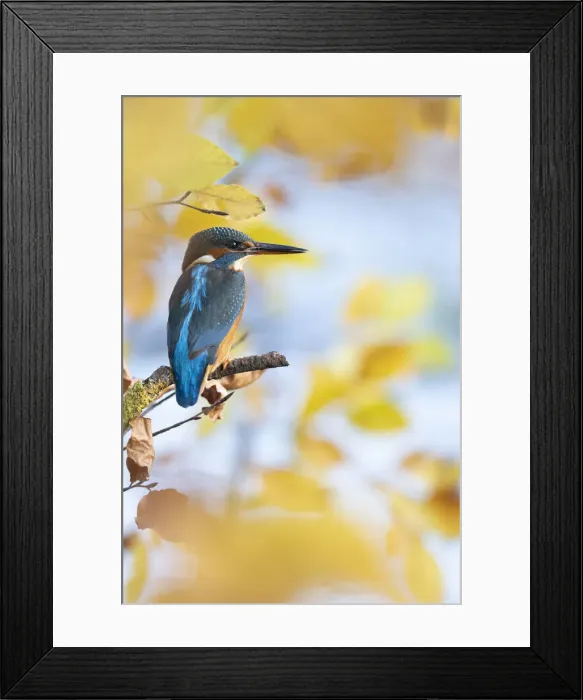 Framed Print : Kingfisher Female waiting to catch a fish amongst Autumn leaves. Bedfordshire UK Framed Print : Kingfisher Female waiting to catch a fish amongst Autumn leaves. Bedfordshire UK