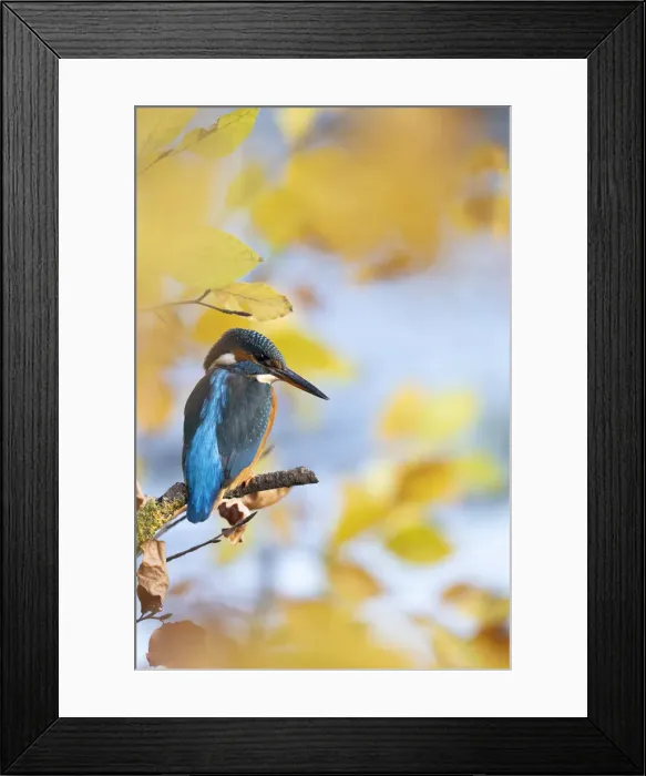 Framed Print : Kingfisher Female waiting to catch a fish amongst Autumn leaves. Bedfordshire UK Framed Print : Kingfisher Female waiting to catch a fish amongst Autumn leaves. Bedfordshire UK