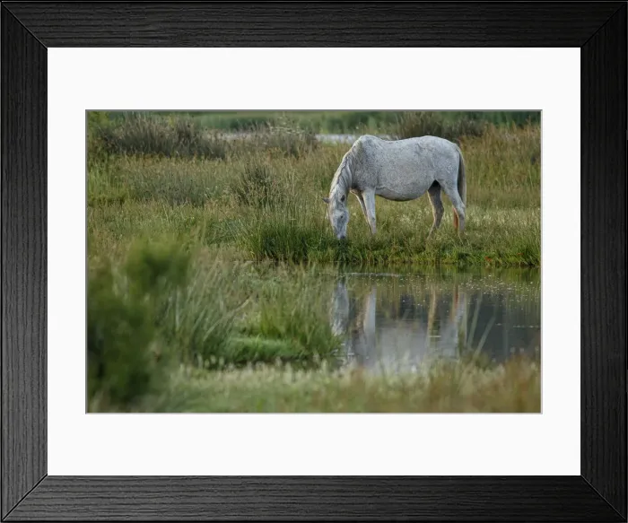 Framed Print : Marismeno Horse ~ breed of horse endemic from marshes of the Guadalquivir River ~ Donana National Park, Spain Framed Print : Marismeno Horse ~ breed of horse endemic from marshes of the Guadalquivir River ~ Donana National Park, Spain
