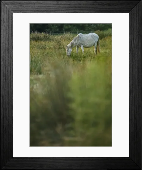 Framed Print : Marismeno Horse ~ breed of horse endemic from marshes of the Guadalquivir River ~ Donana National Park, Spain Framed Print : Marismeno Horse ~ breed of horse endemic from marshes of the Guadalquivir River ~ Donana National Park, Spain