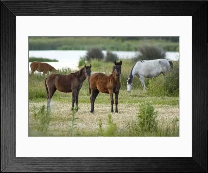 Framed Print : Marismeno Horse ~ breed of horse endemic from marshes of the Guadalquivir River ~ Donana National Park, Spain Framed Print : Marismeno Horse ~ breed of horse endemic from marshes of the Guadalquivir River ~ Donana National Park, Spain