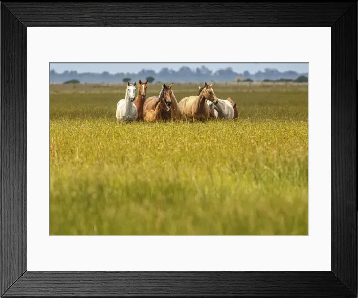 Framed Print : Marismeno Horse ~ breed of horse endemic from marshes of the Guadalquivir River ~ Donana National Park, Spain Framed Print : Marismeno Horse ~ breed of horse endemic from marshes of the Guadalquivir River ~ Donana National Park, Spain