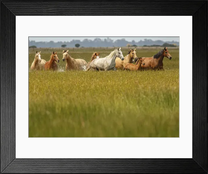 Framed Print : Marismeno Horse ~ breed of horse endemic from marshes of the Guadalquivir River ~ Donana National Park, Spain Framed Print : Marismeno Horse ~ breed of horse endemic from marshes of the Guadalquivir River ~ Donana National Park, Spain