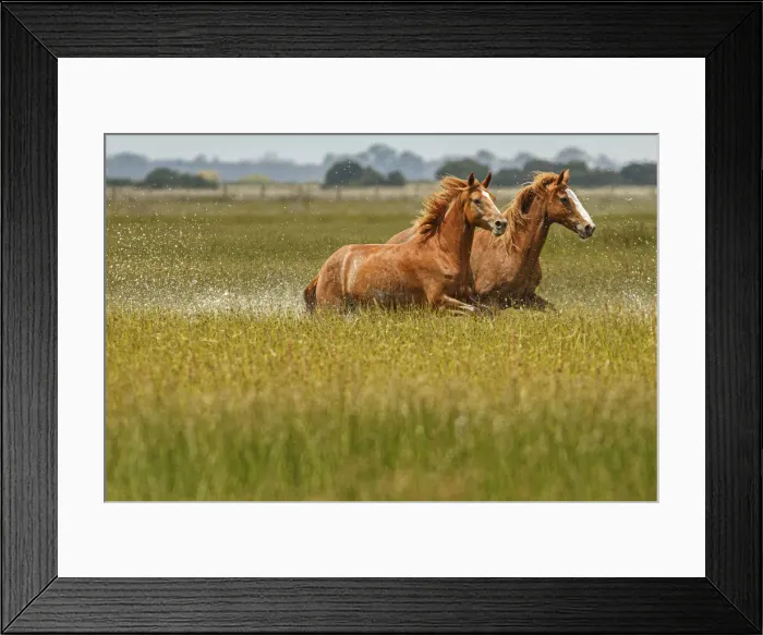 Framed Print : Marismeno Horse ~ breed of horse endemic from marshes of the Guadalquivir River ~ Donana National Park, Spain Framed Print : Marismeno Horse ~ breed of horse endemic from marshes of the Guadalquivir River ~ Donana National Park, Spain