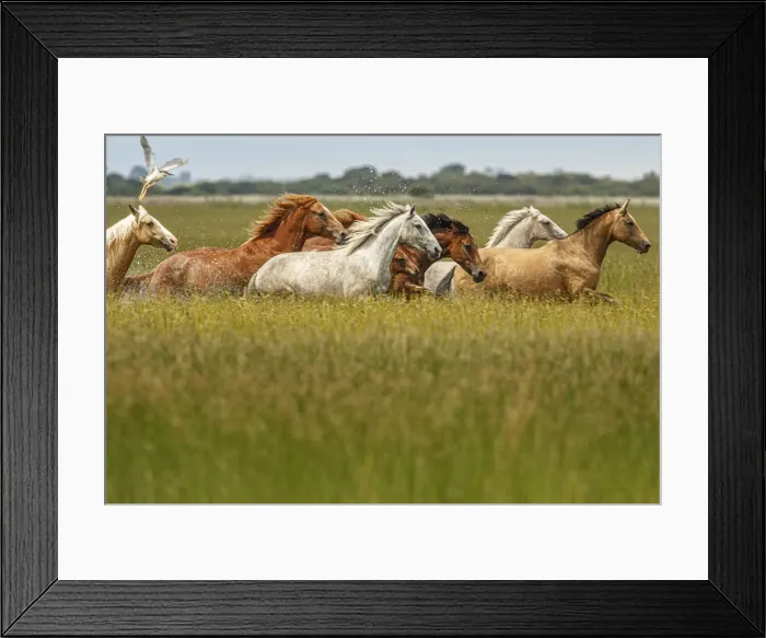 Framed Print : Marismeno Horse ~ breed of horse endemic from marshes of the Guadalquivir River ~ Donana National Park, Spain Framed Print : Marismeno Horse ~ breed of horse endemic from marshes of the Guadalquivir River ~ Donana National Park, Spain
