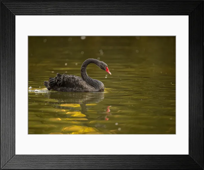 Framed Print : Black Swan ~ on urban lake ~ Gijon, Asturias, Spain Framed Print : Black Swan ~ on urban lake ~ Gijon, Asturias, Spain