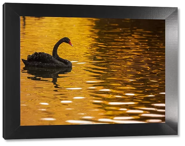 Black Swan ~ on urban lake ~ Gijon, Asturias, Spain