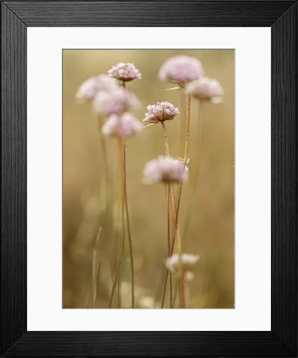 Framed Print : Spiny Thrift ~ flowers in field ~ Donana National Park, Spain