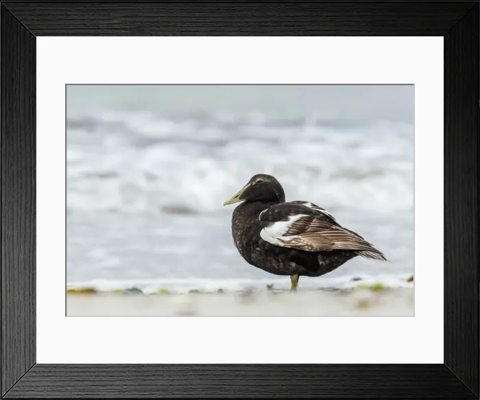 Framed Print : Common Eider ~ on sea shore ~ Dune Island, Heligoland, Germany Framed Print : Common Eider ~ on sea shore ~ Dune Island, Heligoland, Germany