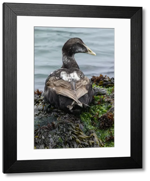Framed Print : Common Eider ~ on sea shore ~ Dune Island, Heligoland, Germany Framed Print : Common Eider ~ on sea shore ~ Dune Island, Heligoland, Germany