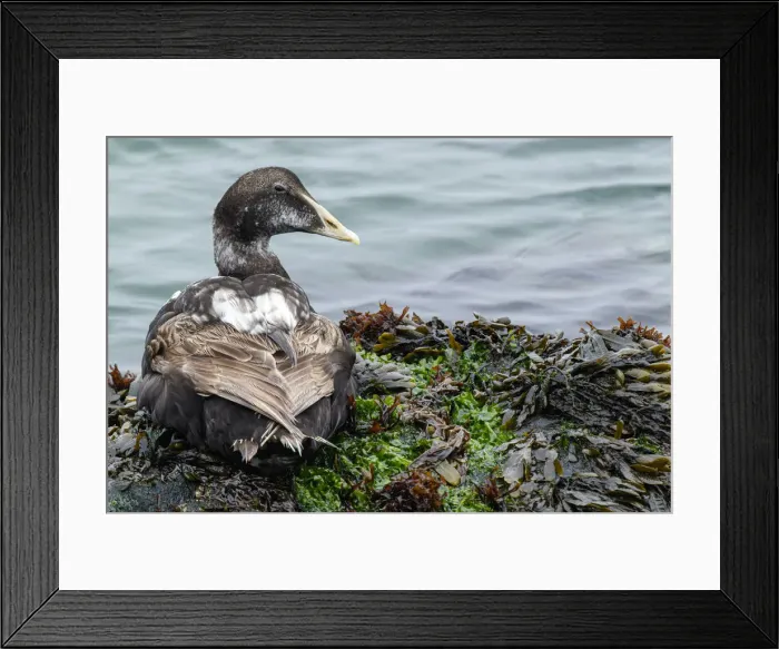Framed Print : Common Eider ~ on sea shore ~ Dune Island, Heligoland, Germany Framed Print : Common Eider ~ on sea shore ~ Dune Island, Heligoland, Germany
