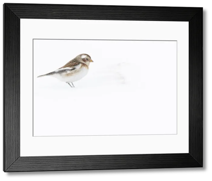 Framed Print : Snow Bunting ~ looking for food under the snow ~ Cairngorms National Park, Scotland