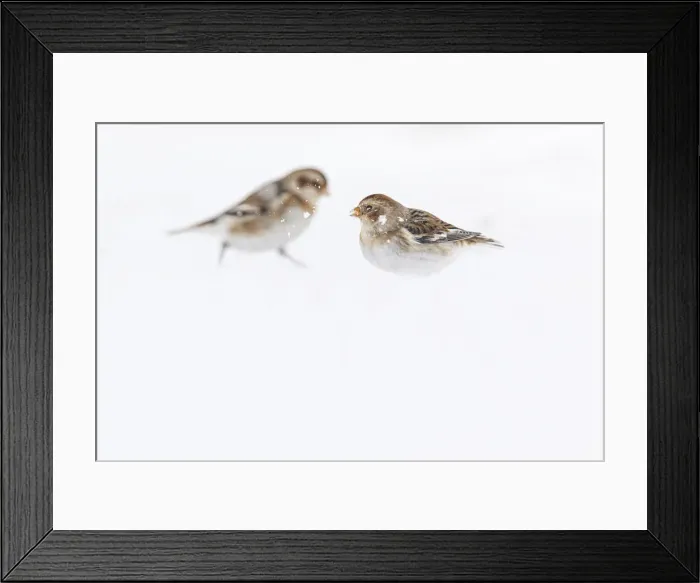 Framed Print : Snow Bunting ~ looking for food under the snow ~ Cairngorms National Park, Scotland Framed Print : Snow Bunting ~ looking for food under the snow ~ Cairngorms National Park, Scotland
