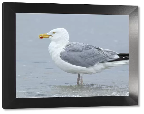 European Herring Gull ~ preening on beach ~ Dune Island, Helgoland, Germany