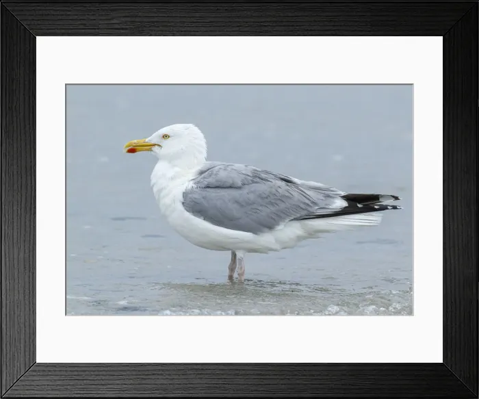 Framed Print : European Herring Gull ~ preening on beach ~ Dune Island, Helgoland, Germany Framed Print : European Herring Gull ~ preening on beach ~ Dune Island, Helgoland, Germany
