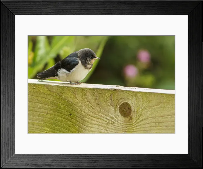 Framed Print : Barn Swallow ~ perched on a fence ~ England, UK Framed Print : Barn Swallow ~ perched on a fence ~ England, UK