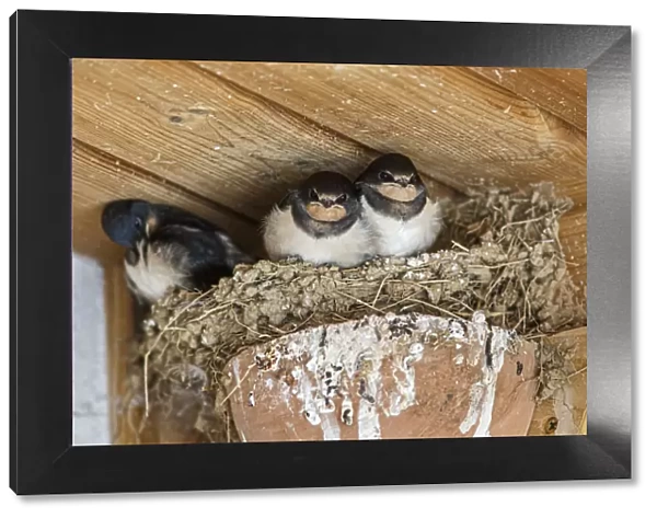 Barn Swallow ~ chickens on nest ~ England, UK