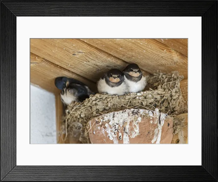 Framed Print : Barn Swallow ~ chickens on nest ~ England, UK Framed Print : Barn Swallow ~ chickens on nest ~ England, UK