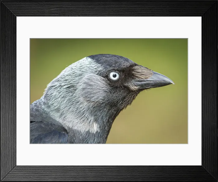 Framed Print : Western Jackdaw ~ portrait ~ England, UK Framed Print : Western Jackdaw ~ portrait ~ England, UK