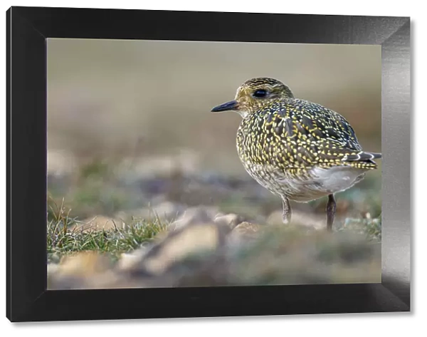 European golden plover (Pluvialis apricaria) ~ resting during his migration travel to the south ~ Asturias, Spain