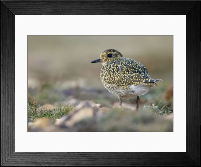 Framed Print : European golden plover (Pluvialis apricaria) ~ resting during his migration travel to the south ~ Asturias, Spain