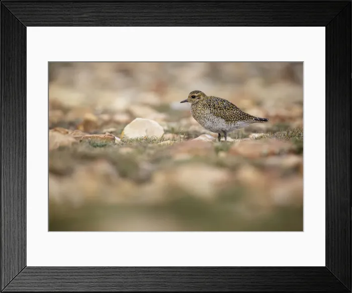 Framed Print : European golden plover (Pluvialis apricaria) ~ resting during his migration travel to the south ~ Asturias, Spain
