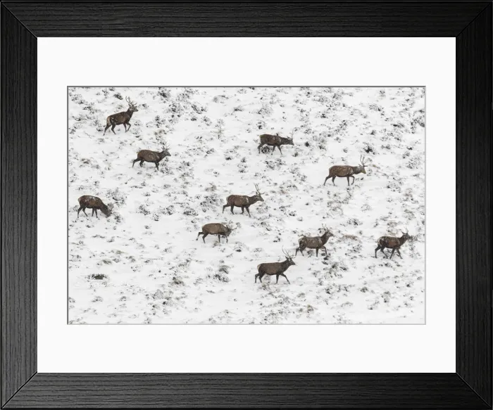 Framed Print : Red Deer (Cervus elaphus) ~ wailking through snow ~ Cairngorms National Park, Scotland Framed Print : Red Deer (Cervus elaphus) ~ wailking through snow ~ Cairngorms National Park, Scotland