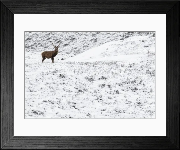Framed Print : Red Deer (Cervus elaphus) ~ wailking through snow ~ Cairngorms National Park, Scotland Framed Print : Red Deer (Cervus elaphus) ~ wailking through snow ~ Cairngorms National Park, Scotland
