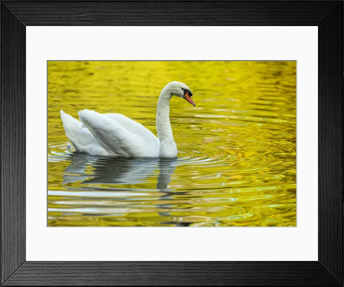 Framed Print : Mute Swan (Cygnus olor) ~ in a urban lake ~ Gijon, Asturias, Spain