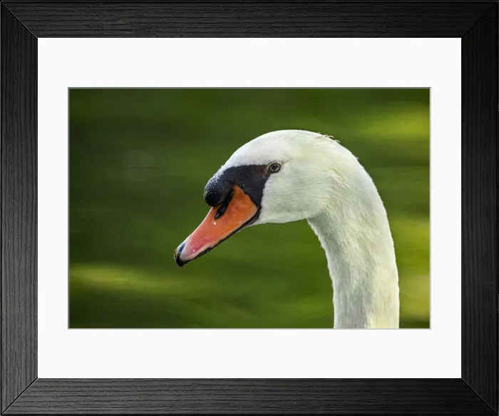 Framed Print : Mute Swan (Cygnus olor) ~ in a urban lake ~ Gijon, Asturias, Spain Framed Print : Mute Swan (Cygnus olor) ~ in a urban lake ~ Gijon, Asturias, Spain