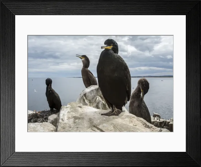 Framed Print : European Shag (Phalacrocorax aristotelis) ~ nesting on cliffs ~ Farne Islands, United Kingdom