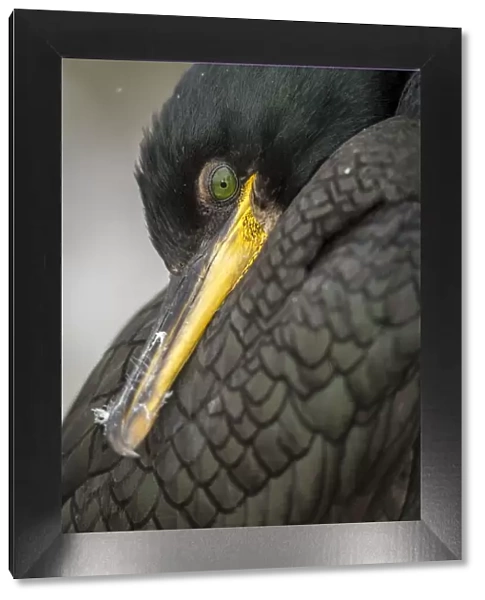 European Shag (Phalacrocorax aristotelis) ~ close portrait ~ Farne Islands, United Kingdom