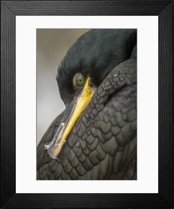 Framed Print : European Shag (Phalacrocorax aristotelis) ~ close portrait ~ Farne Islands, United Kingdom Framed Print : European Shag (Phalacrocorax aristotelis) ~ close portrait ~ Farne Islands, United Kingdom
