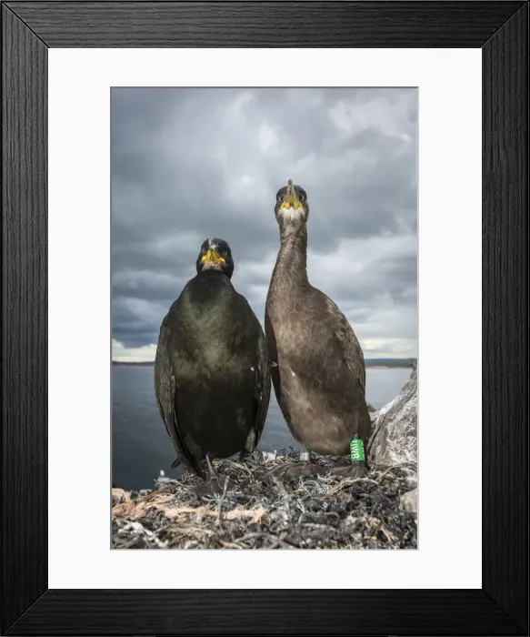 Framed Print : European Shag (Phalacrocorax aristotelis) ~ nesting on cliffs ~ Farne Islands, United Kingdom Framed Print : European Shag (Phalacrocorax aristotelis) ~ nesting on cliffs ~ Farne Islands, United Kingdom
