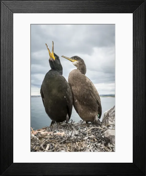 Framed Print : European Shag (Phalacrocorax aristotelis) ~ nesting on cliffs ~ Farne Islands, United Kingdom Framed Print : European Shag (Phalacrocorax aristotelis) ~ nesting on cliffs ~ Farne Islands, United Kingdom