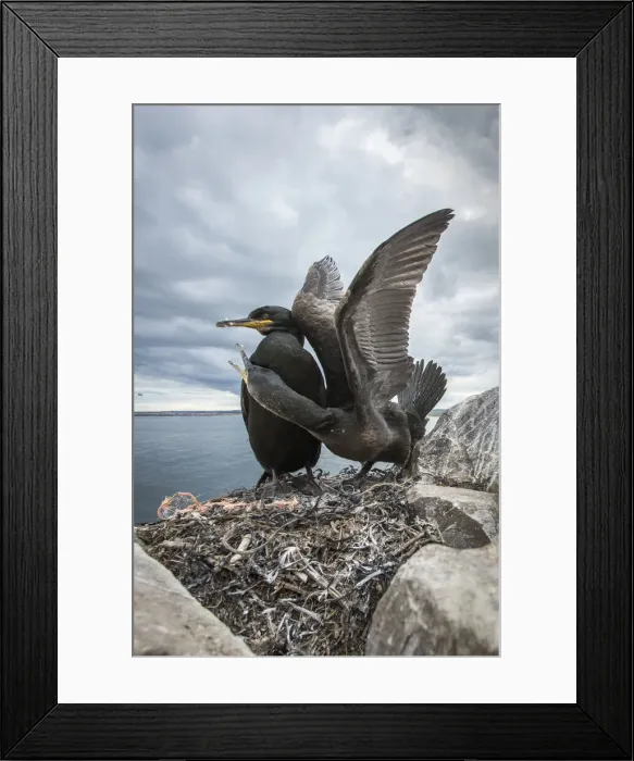 Framed Print : European Shag (Phalacrocorax aristotelis) ~ nesting on cliffs ~ Farne Islands, United Kingdom Framed Print : European Shag (Phalacrocorax aristotelis) ~ nesting on cliffs ~ Farne Islands, United Kingdom