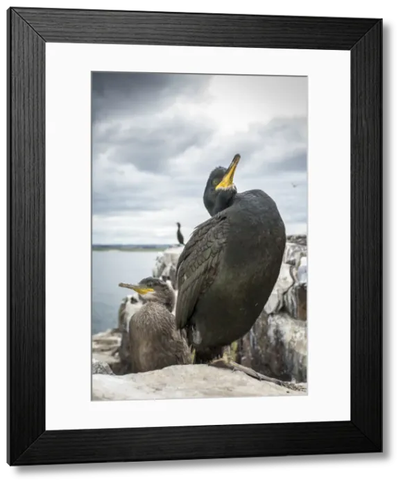 Framed Print : European Shag (Phalacrocorax aristotelis) ~ nesting on cliffs ~ Farne Islands, United Kingdom