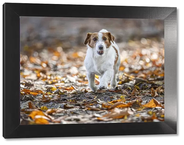 Jack Russel Terrier (Canis lupus familiaris) ~ in a park among autumn leaves ~ Gijon, Asturias