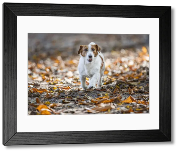 Framed Print : Jack Russel Terrier (Canis lupus familiaris) ~ in a park among autumn leaves ~ Gijon, Asturias